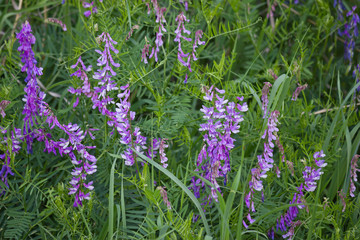 Flowering meadow with purple flowers vetch