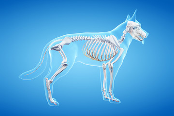 3d rendered anatomy illustration of the canine