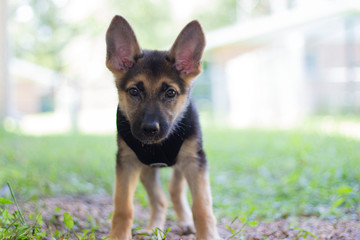 Puppy German Shepherd 2 