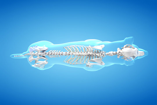 3d rendered anatomy illustration of the canine