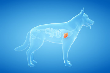 3d rendered anatomy illustration of the canine heart