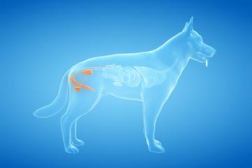 3d rendered anatomy illustration of the canine genitals