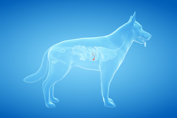 3d rendered anatomy illustration of the canine gallbladder
