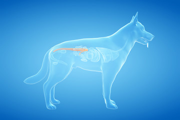 3d rendered anatomy illustration of the canine colon