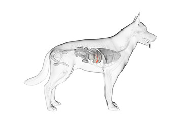 Obraz na płótnie Canvas 3d rendered anatomy illustration of the canine gallbladder