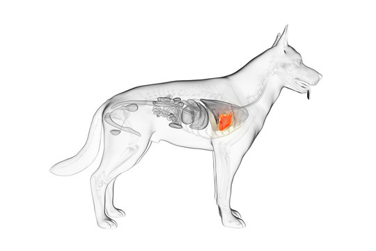 3d rendered anatomy illustration of the canine heart