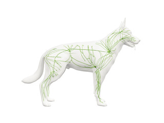 3d rendered anatomy illustration of the canine lymphatic system
