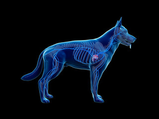 Obraz premium 3d rendered anatomy illustration of the canine veins