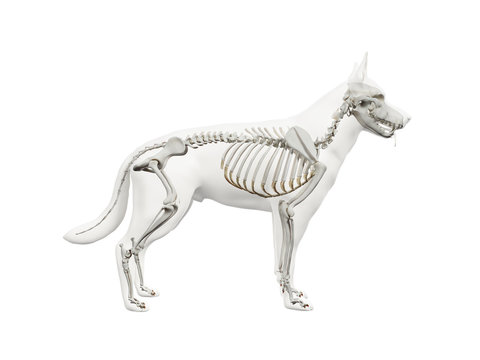 3d rendered anatomy illustration of the canine skeleton