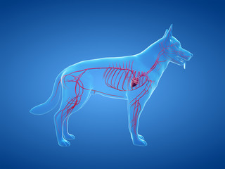 3d rendered anatomy illustration of the canine arteries