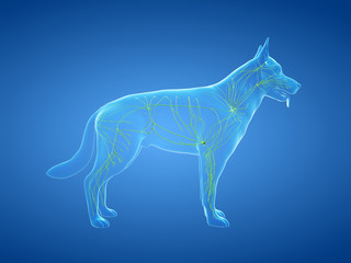Fototapeta na wymiar 3d rendered anatomy illustration of the canine lymphatic system
