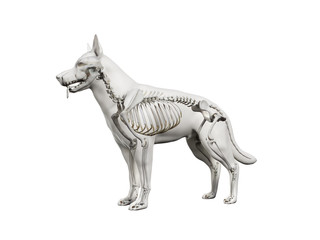 3d rendered anatomy illustration of the canine skeleton