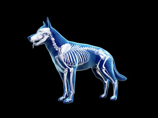 3d rendered anatomy illustration of the canine skeleton