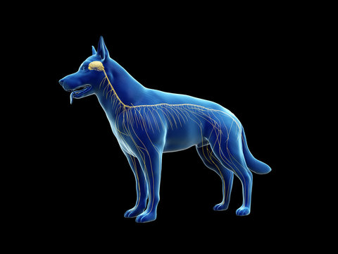 blue dog nervous system anatomy on black clip art preview