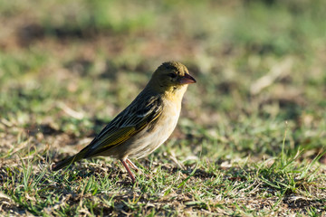 Tisserin gendarme, femelle,.Ploceus cucullatus, Village Weaver