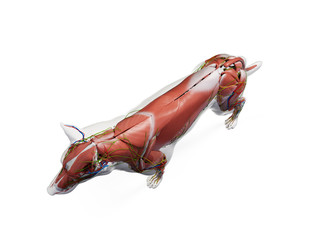 3d rendered anatomy illustration of the canine anatomy