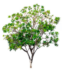Obraz premium A tree on a white background