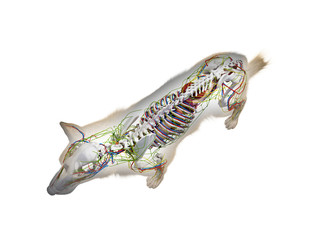 3d rendered anatomy illustration of the canine anatomy