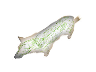 3d rendered anatomy illustration of the canine lymphatic system