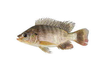 Tilapia isolated on white background