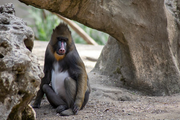 mandrill