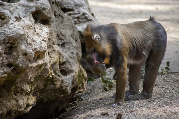 mandrill