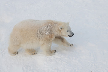 Naklejka na ściany i meble Happily walking polar bear on snow