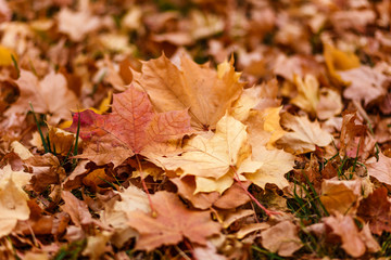 beautiful yellow maple leaves