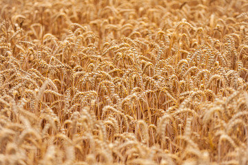 Field with a harvest of ripe golden wheat