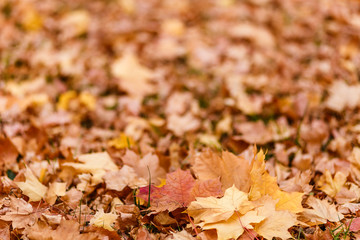 beautiful orange maple leaves in the foreground, background