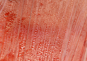 On the surface of the food film covering the flesh of a watermelon is a drop of water. Drops create an abstract pattern. Concept - Background