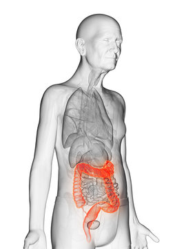 3d rendered anatomy illustration of an elderly mans colon