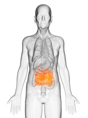 3d rendered anatomy illustration of an elderly mans small intestine