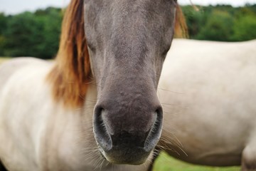 wild horse,horse, animal, horses, grass, field, farm, grazing, nature, meadow, mammal, pasture, animals, green, brown, mare, rural, foal, white, mane, summer, domestic, outdoor, two, equine, 