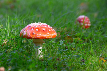 Two colorful fly agaric in the green grass. Poisonous mushrooms.