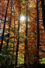 Orange Farbe der Baumblätter im Herbst und die Sonne scheint.