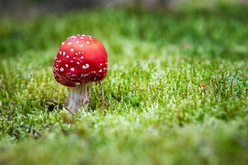 Colorful Amanita in green moss. Poisonous mushrooms.