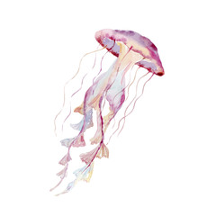 Watercolor graphic o Jellyfish. Underwater world.