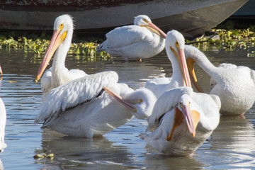 pelicanos