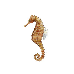 Watercolor graphic of Seahorse. Underwater world. © vectorgirl
