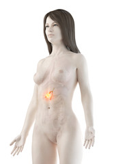 Naklejka premium 3d rendered medically accurate illustration of a womans gallbladder cancer
