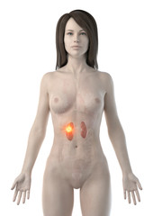 Fototapeta premium 3d rendered medically accurate illustration of a womans kidneys cancer