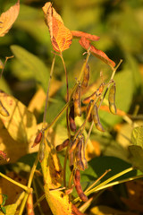 soya bean plant with brown pods, ripe soybean or glycine max field with autumn colored leaves just before the harvest