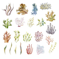 Watercolor graphic. Underwater world. © vectorgirl