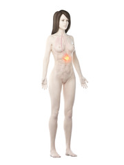 Naklejka premium 3d rendered medically accurate illustration of a womans stomach cancer