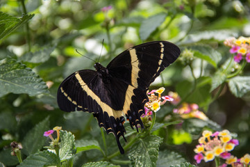 mariposa negra