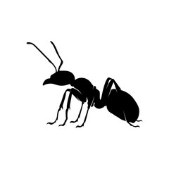 Ant Vector Design Logo. Ant Illustration With Various Shapes and Different movements