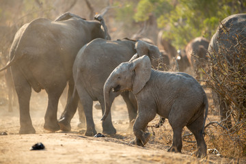 Fototapeta premium A breeding herd of elephant in the dry dusty conditions at the end of the dry season