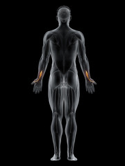 Obraz premium 3d rendered muscle illustration of the extensor pollicis longus