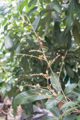 Longan flower background.